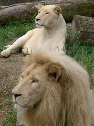 Lions White