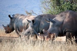 hluhluwe–imfolozi park