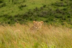 hluhluwe–imfolozi game park