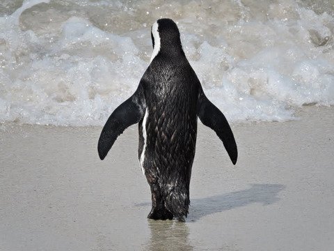 Boulders Beach Penguins