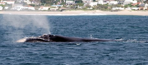 whale watching