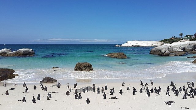 boulders_beach penguins at Boulders Beach