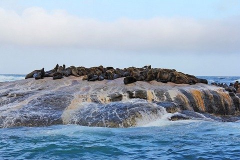 seal_island Seal Island