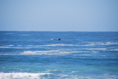 mossel_bay07 whales in Mossel Bay