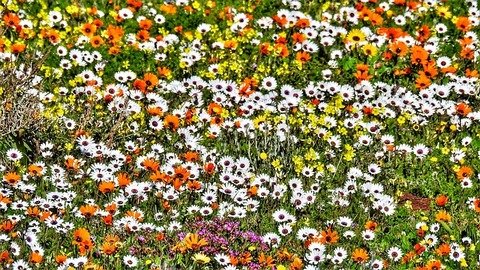 wild flowers of Namaqualand