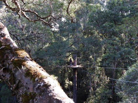 Tsitsikamma canopy