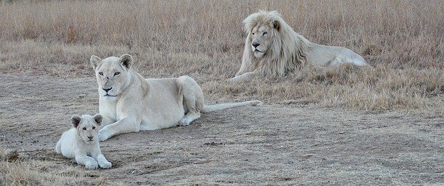 white lion family