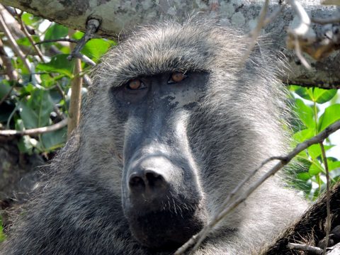 Hluhluwe-Imfolozi National Park | South Africa Game Reserves