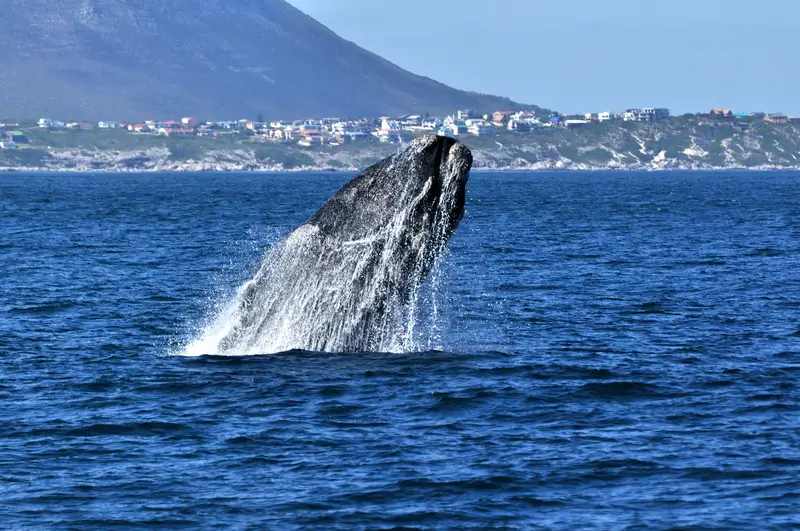 whale breeching in Hermanus